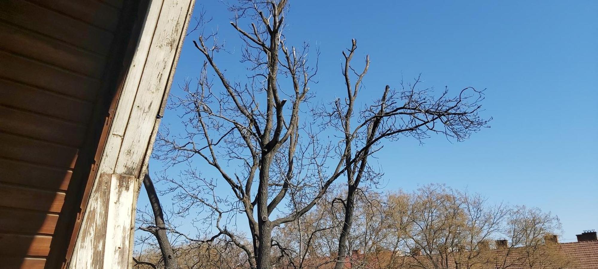 Park Vendégház Kecskemét Esterno foto